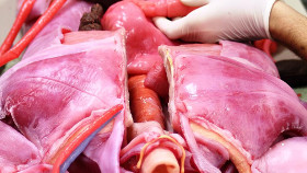 Reproduction of human tissues for medical studies.